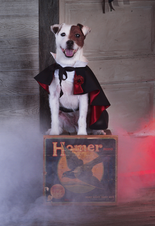 DIY Dog Cape