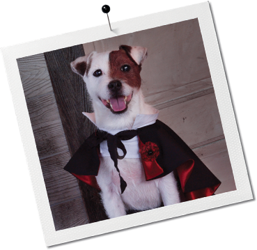 Dog Polaroid