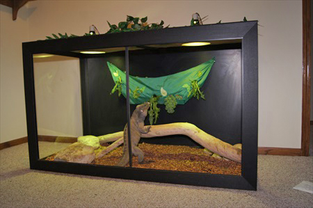 rocie - healthy habitat - AFTER 2