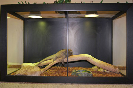 rocie - healthy habitat - BEFORE