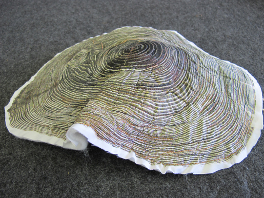 partially shaped tree ring