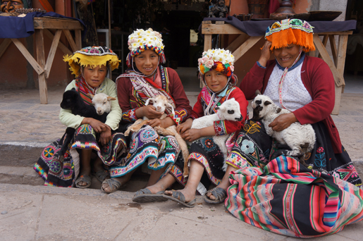 Alpaca in Peru