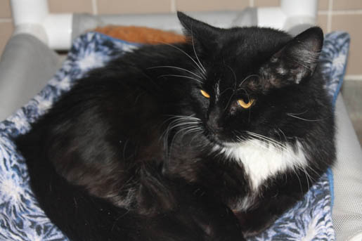 Help a Cat in Need with a Kennel Quilt image 10