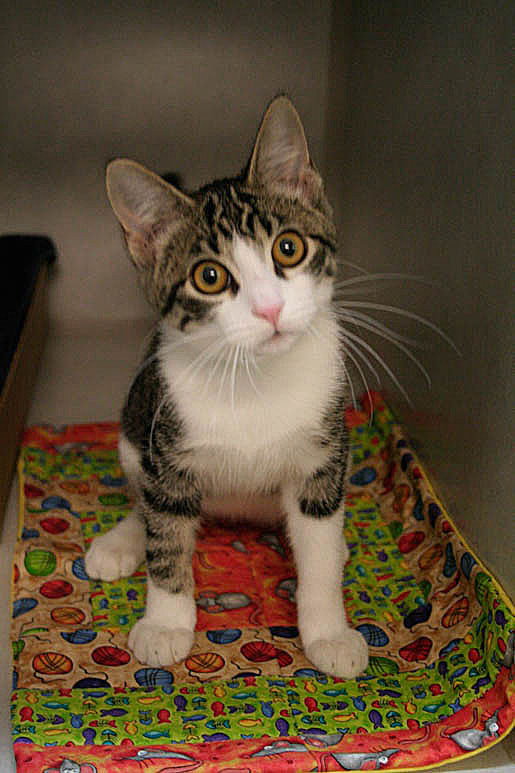 Help a Cat in Need with a Kennel Quilt image 4