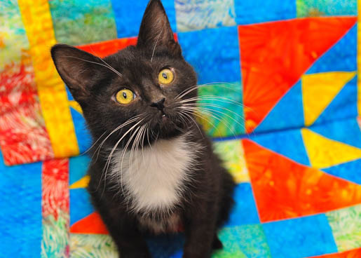 Help a Cat in Need with a Kennel Quilt image 7