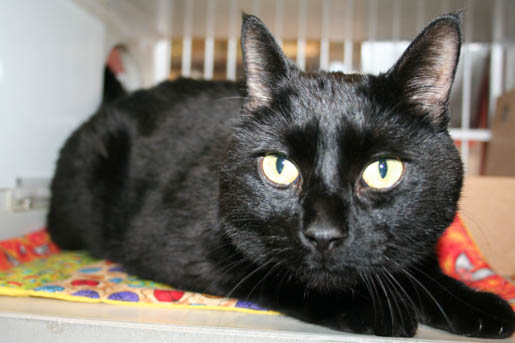 Help a Cat in Need with a Kennel Quilt image 8