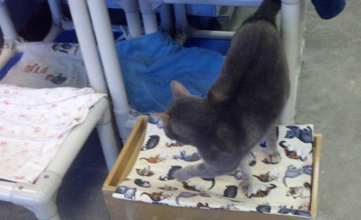 Help a Cat in Need with a Kennel Quilt image 9