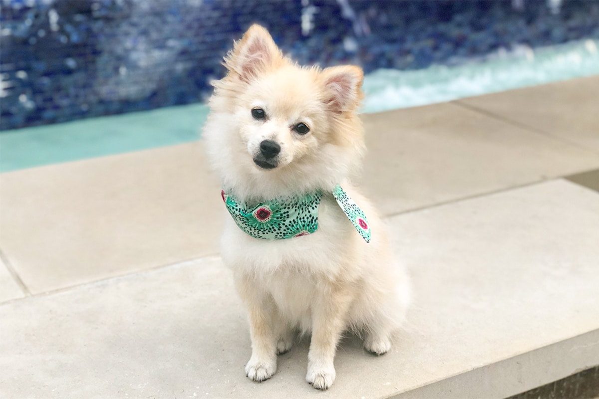 Dog Cooling Bandana Collar BERNINA WeAllSew Blog Main Image 1200 x800