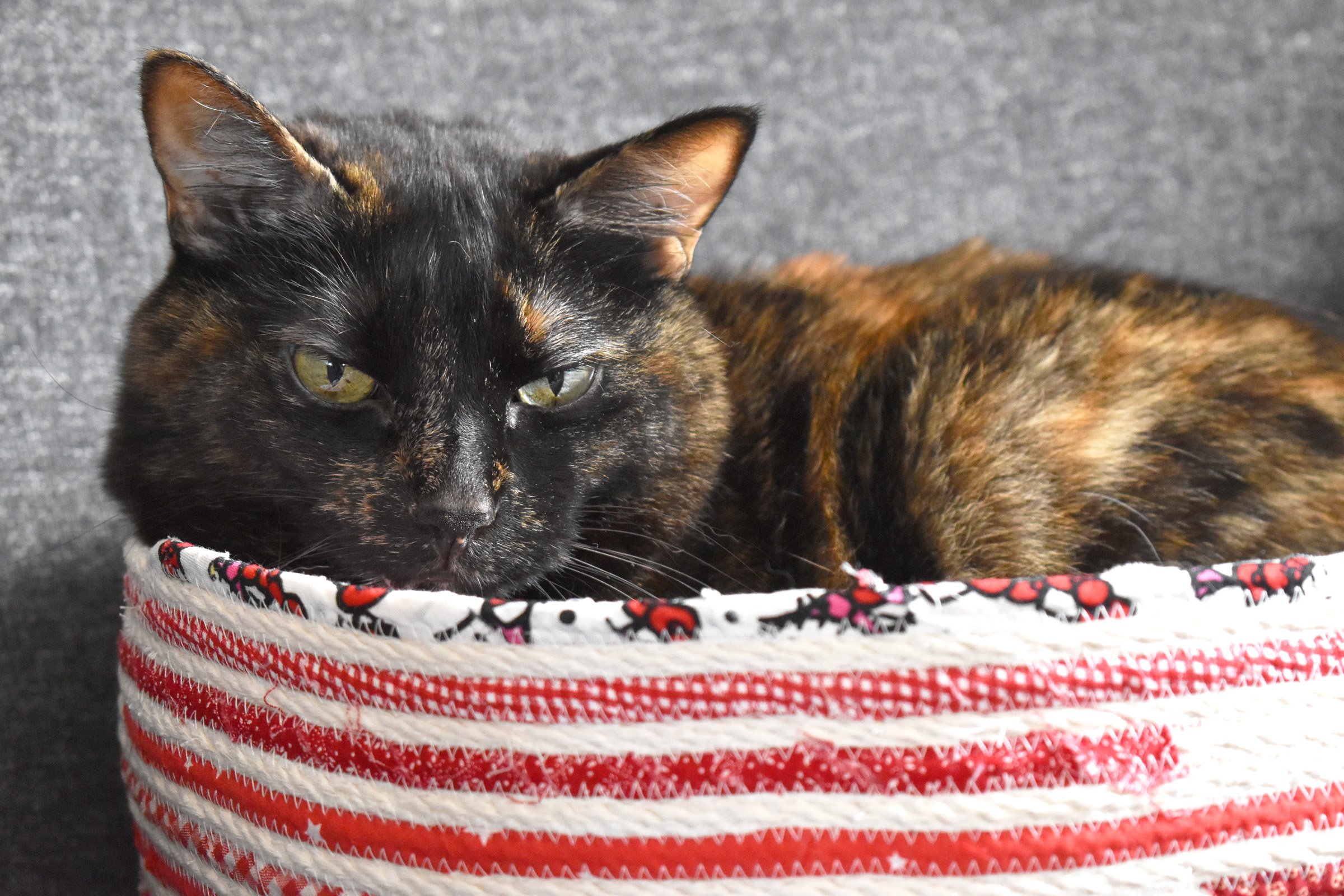 DIY Rope Cat Basket by Erika Mulvenna