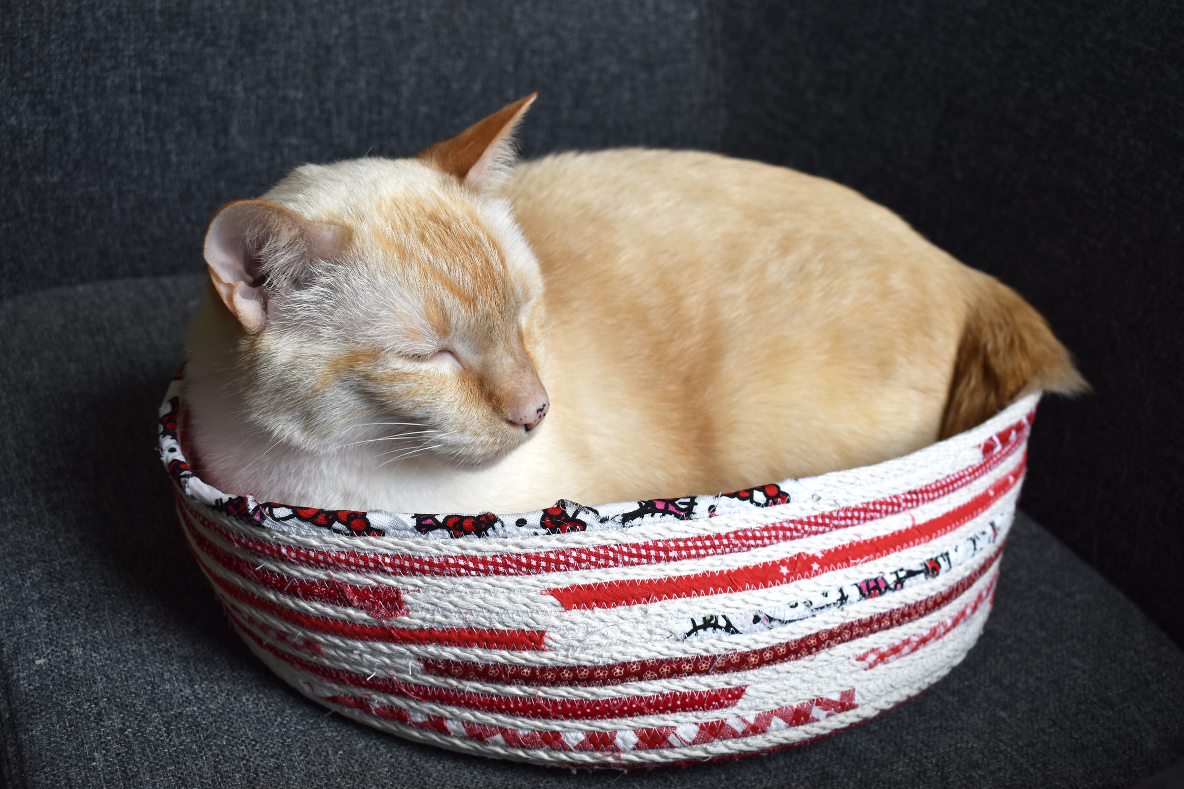 DIY Rope Cat Basket by Erika Mulvenna