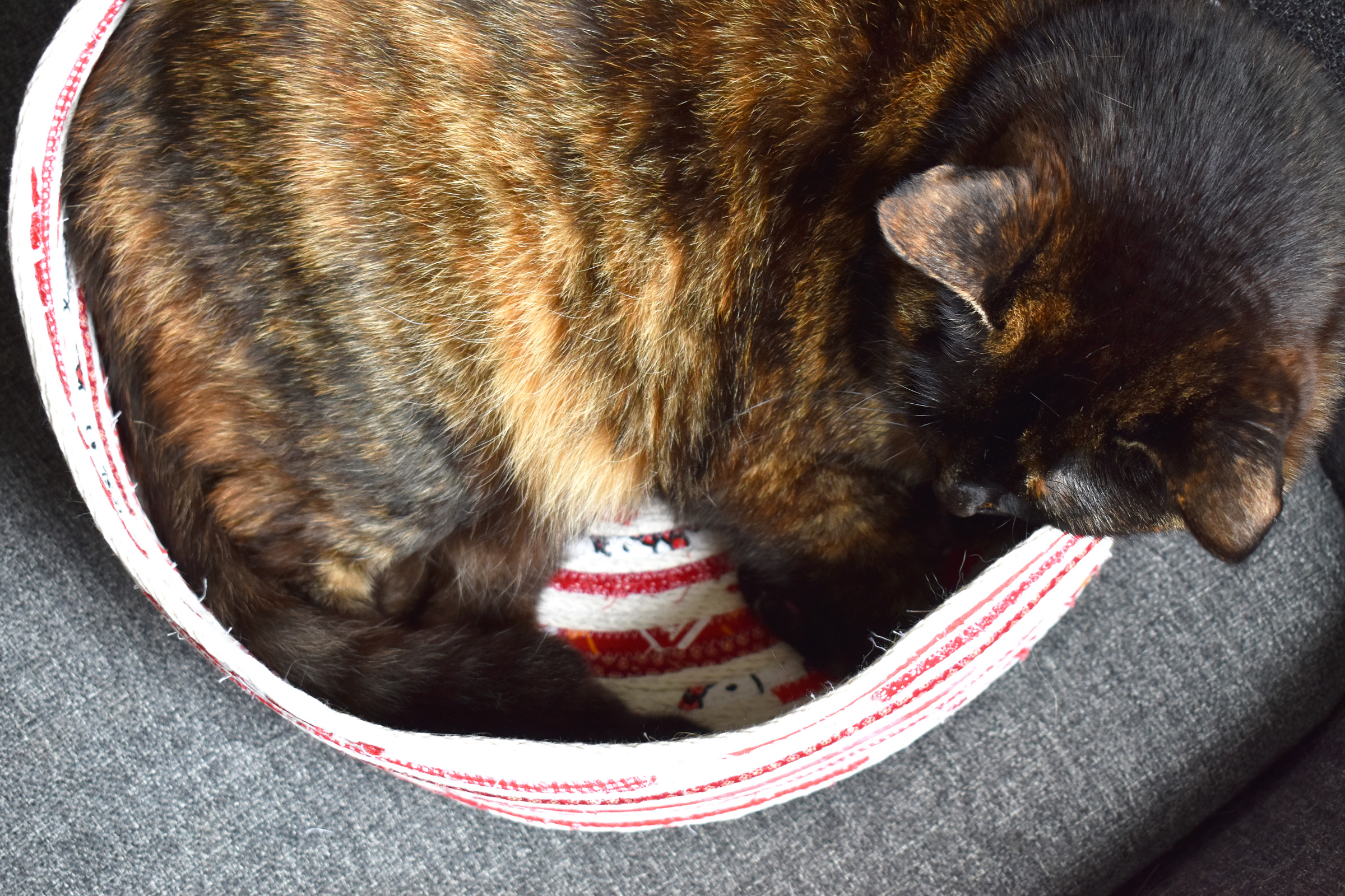 DIY Rope Cat Basket by Erika Mulvenna